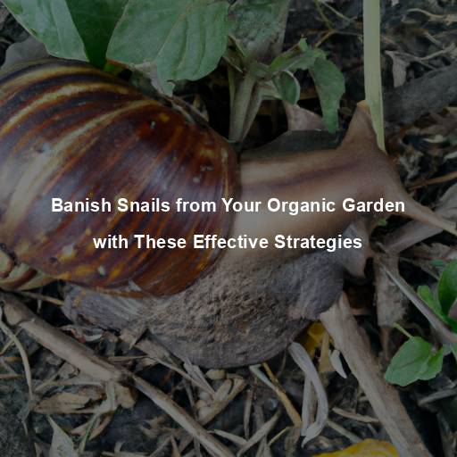 Banish Snails from Your Organic Garden with These Effective Strategies