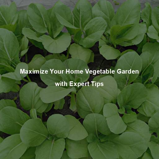 Maximize Your Home Vegetable Garden with Expert Tips