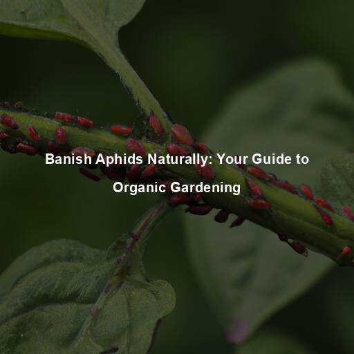 Banish Aphids Naturally: Your Guide to Organic Gardening