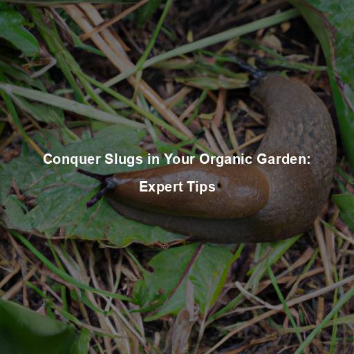 Conquer Slugs in Your Organic Garden: Expert Tips