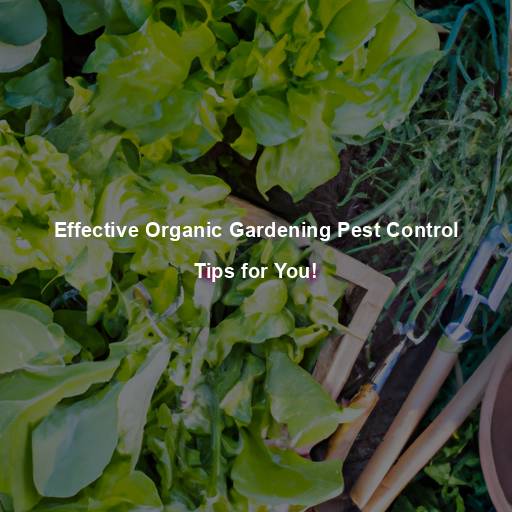 Effective Organic Gardening Pest Control Tips for You!