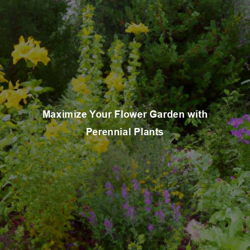 Maximize Your Flower Garden with Perennial Plants