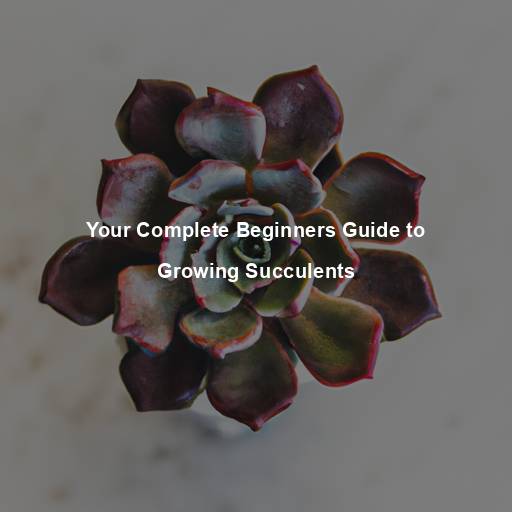 Your Complete Beginners Guide to Growing Succulents