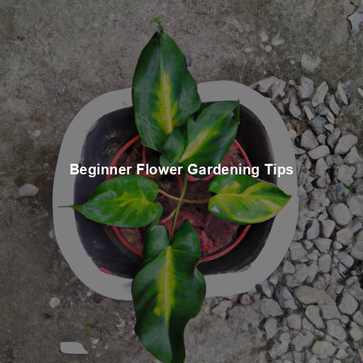 Beginner Flower Gardening Tips