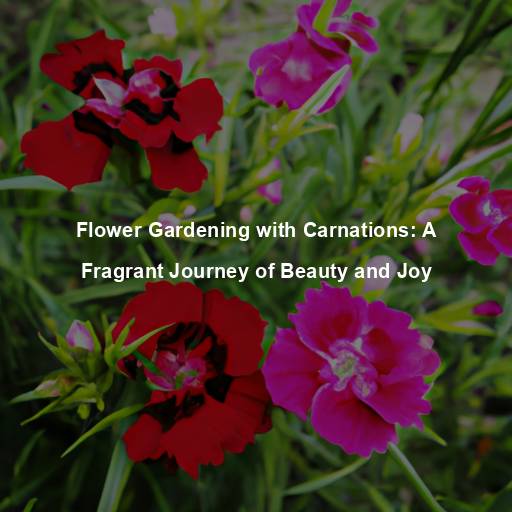 Flower Gardening with Carnations: A Fragrant Journey of Beauty and Joy