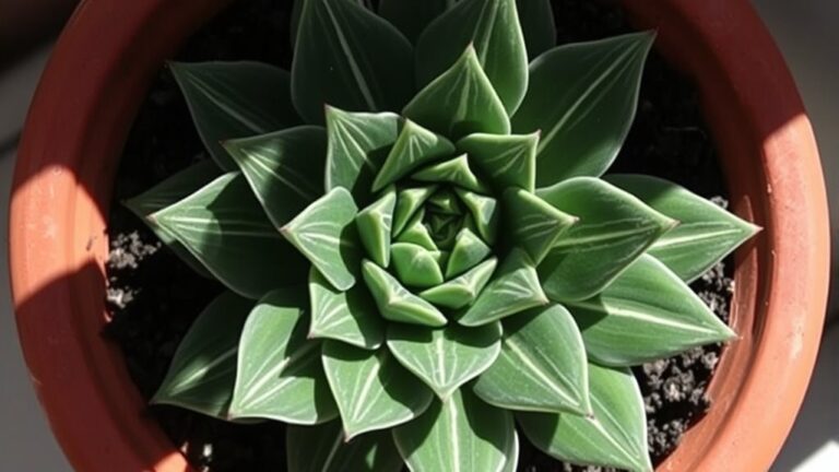 haworthia attenuata care guide